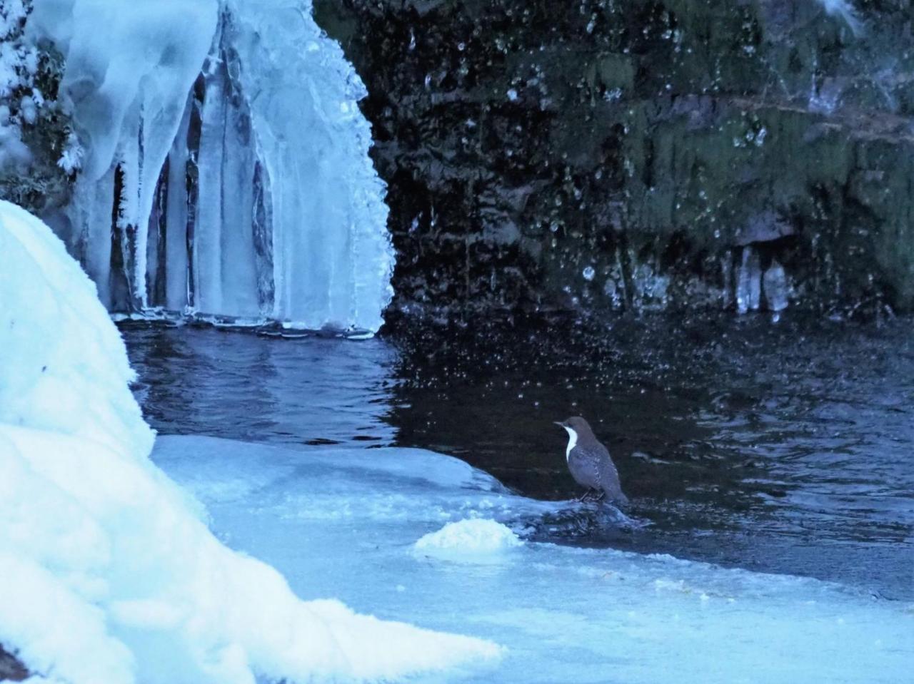 Varangertunet Arctic Resort Jakobselv ภายนอก รูปภาพ
