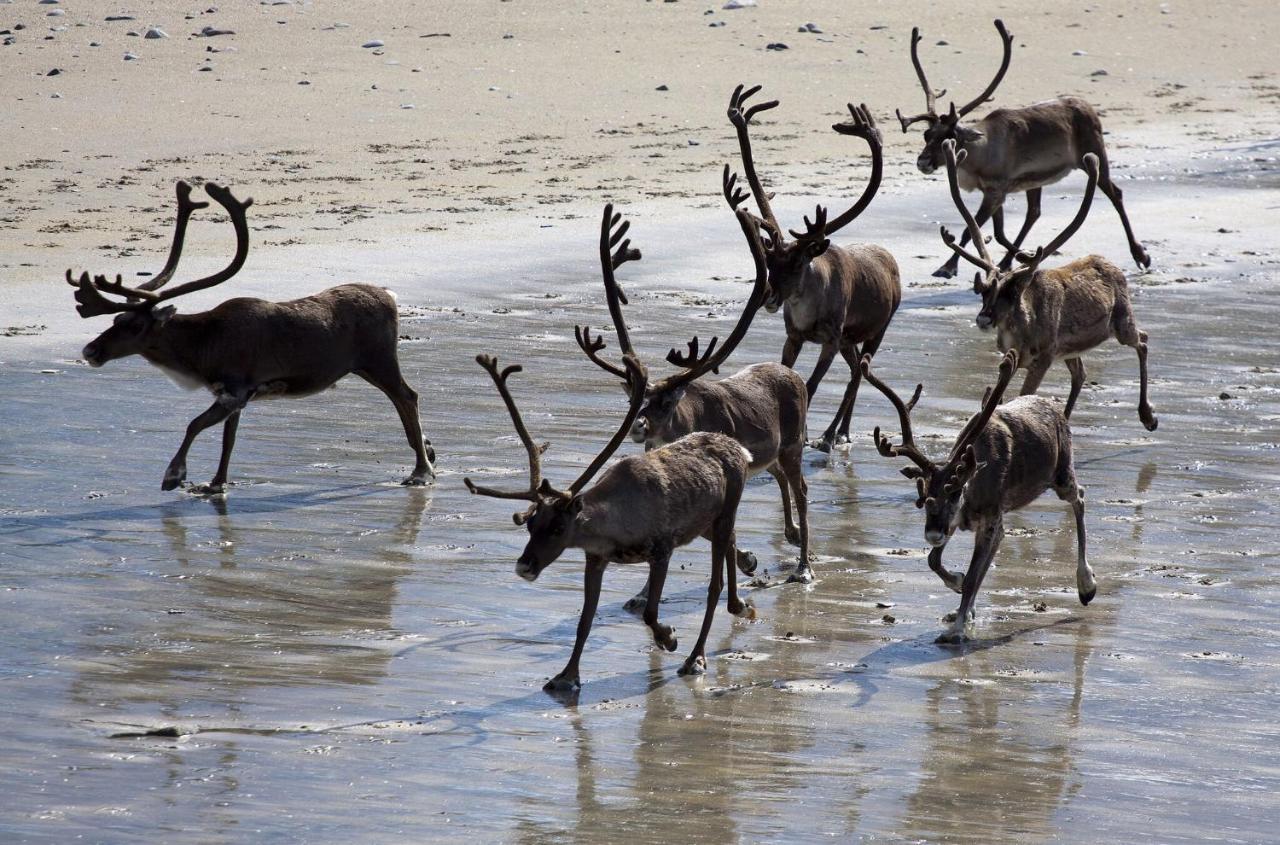 Varangertunet Arctic Resort Jakobselv ภายนอก รูปภาพ